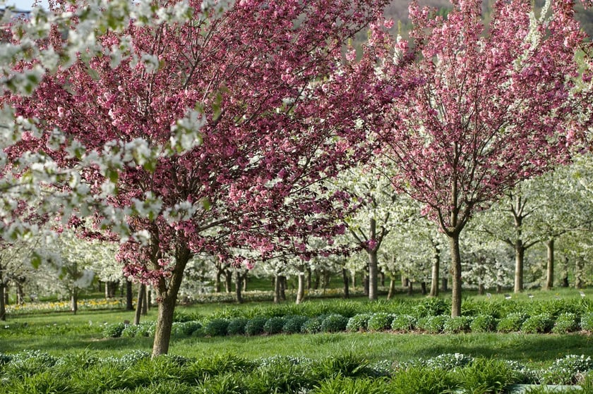 Arboretum Wojsławice. Pełnia kwitnienia sadu czereśniowego oraz wiśni piłkowanej