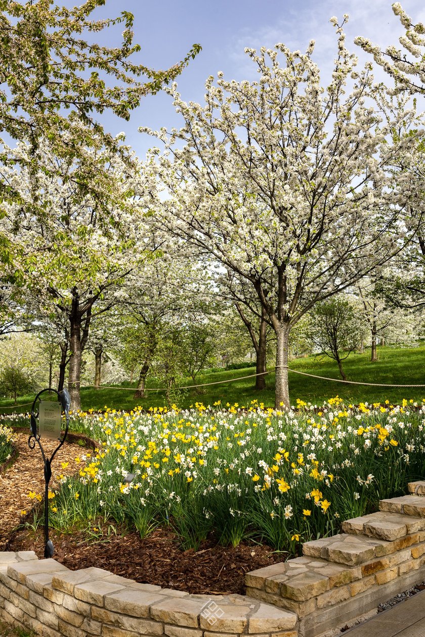 Arboretum Wojsławice. Kwitnący sad czereśniowy w towarzystwie narcyzów