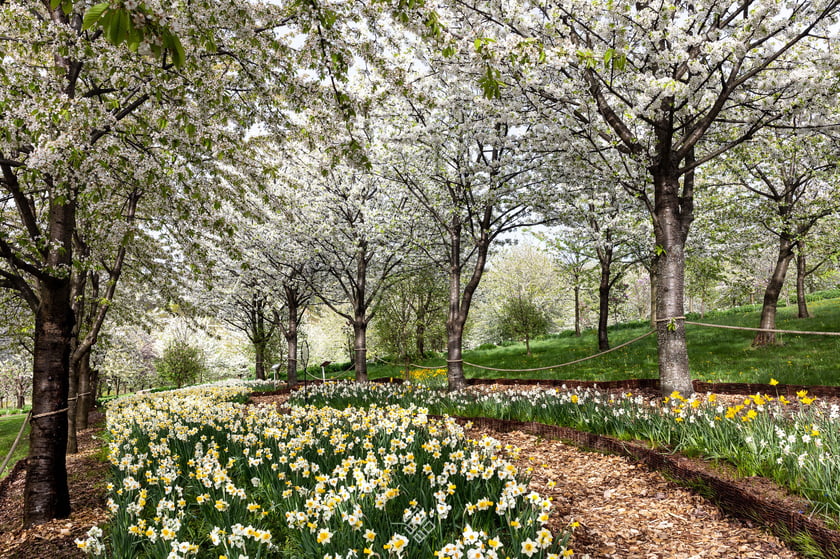 Arboretum Wojsławice. Kwitnący sad czereśniowy w towarzystwie narcyzów