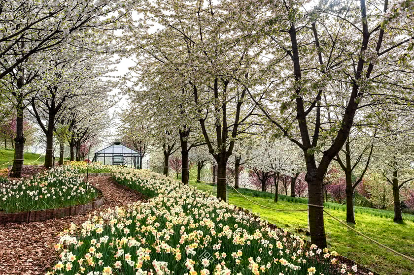 Arboretum Wojsławice. Kwitnący sad czereśniowy w towarzystwie narcyzów