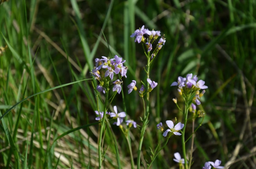 Las Strachociński, Czosnkowa Polana