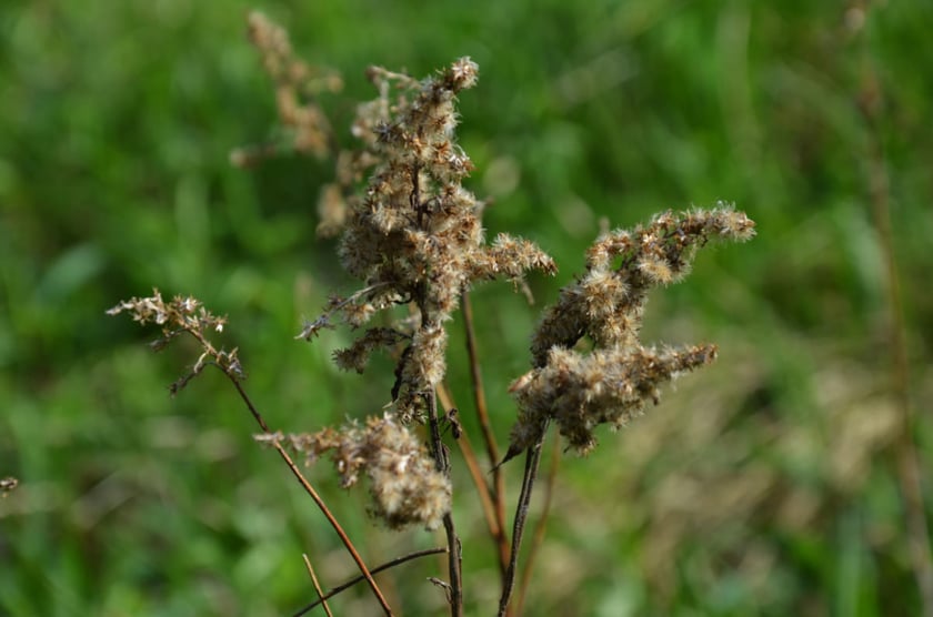 Las Strachociński, Czosnkowa Polana