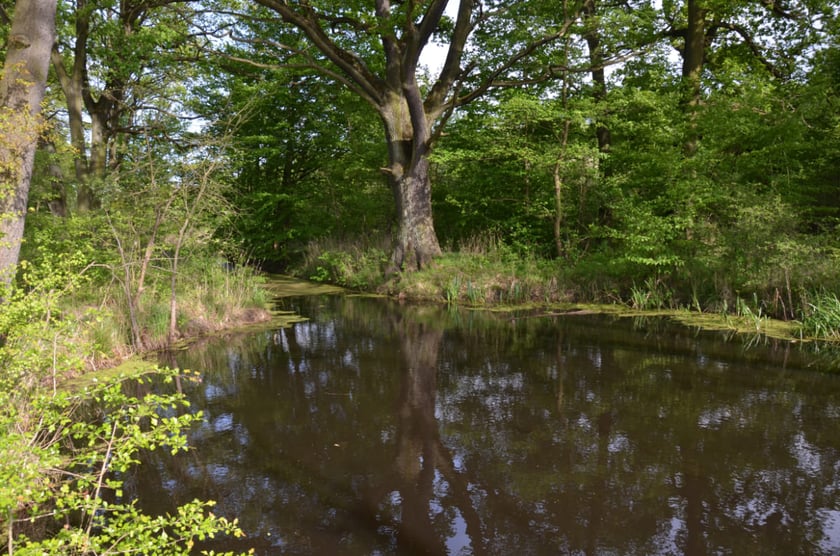 Piskorna