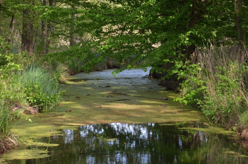 Piskorna