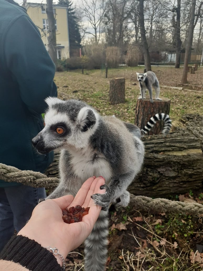 Lemury katta bardzo lubia rodzynki