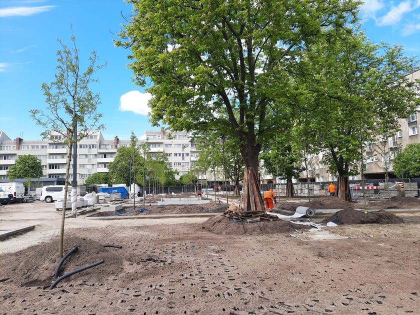 Zazielenianie placu Nowy Targ