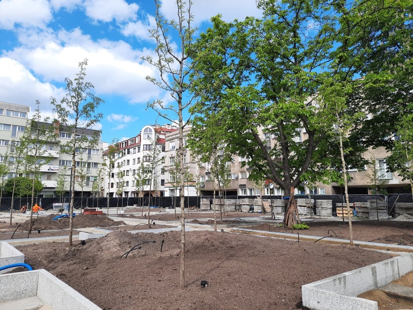 Zazielenianie placu Nowy Targ