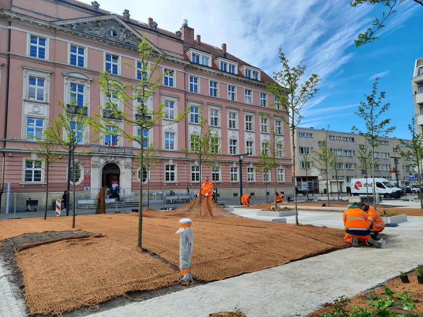 Zazielenianie placu Nowy Targ