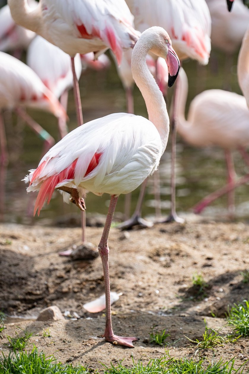 Nowy wybieg i pawilon dla flamingów w zoo Wrocław