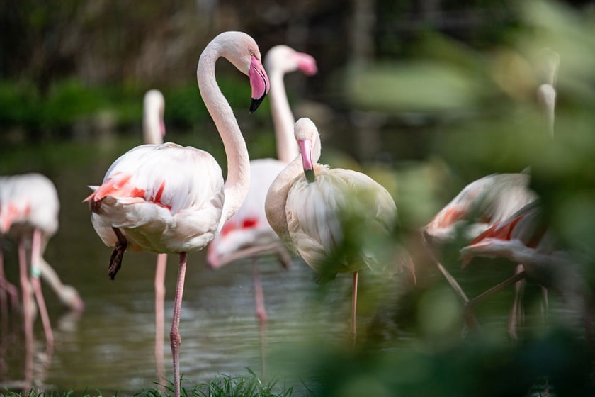 We wrocławskim zoo mieszka stado 52 flamingów
