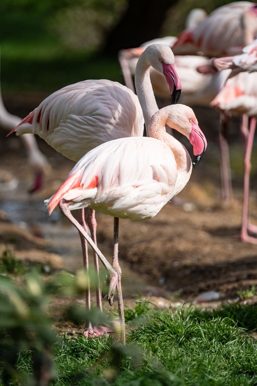 Nowy wybieg i pawilon dla flamingów w zoo Wrocław