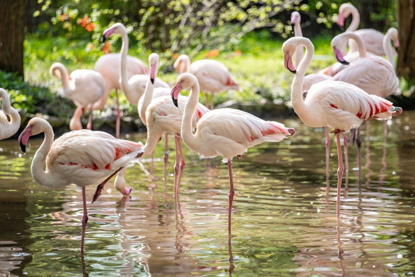 Nowy wybieg i pawilon dla flamingów w zoo Wrocław