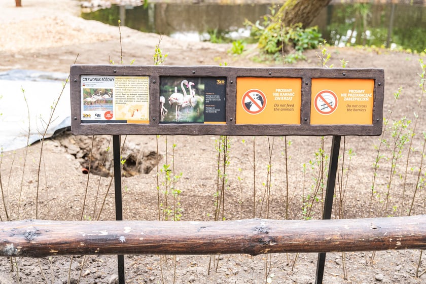 Nowy wybieg i pawilon dla flamingów w zoo Wrocław