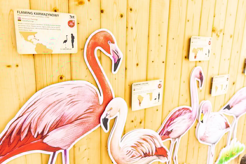 Nowy wybieg i pawilon dla flamingów w zoo Wrocław