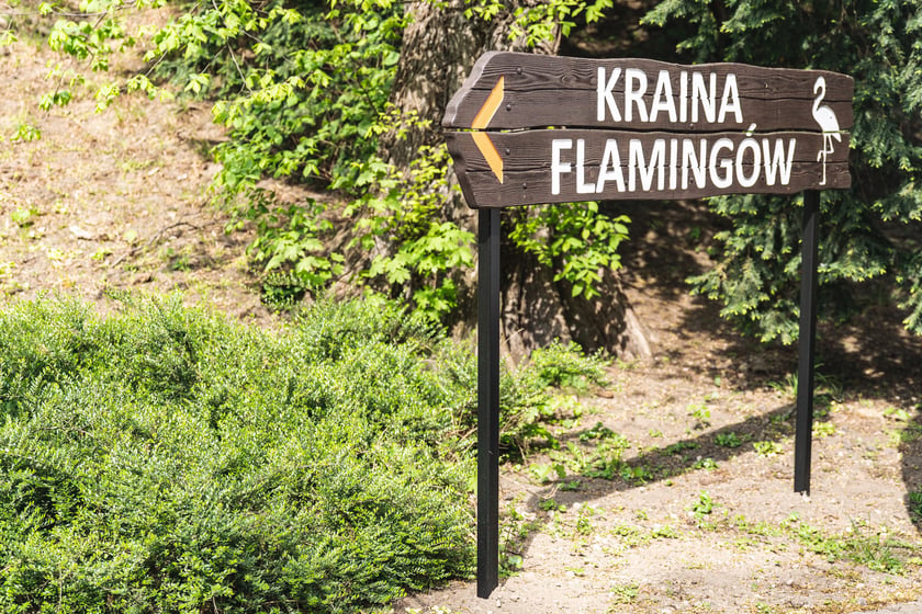 Nowy wybieg i pawilon dla flamingów w zoo Wrocław