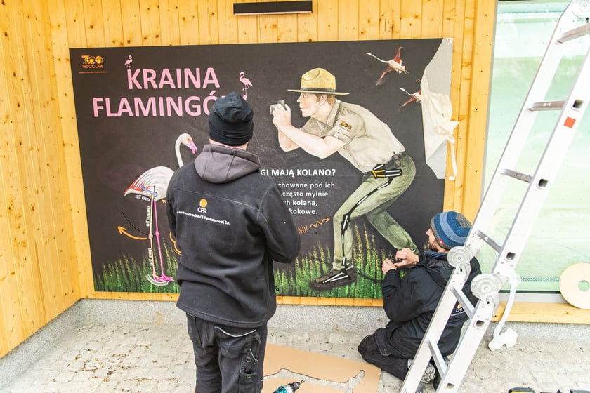 Nowy wybieg i pawilon dla flamingów w zoo Wrocław