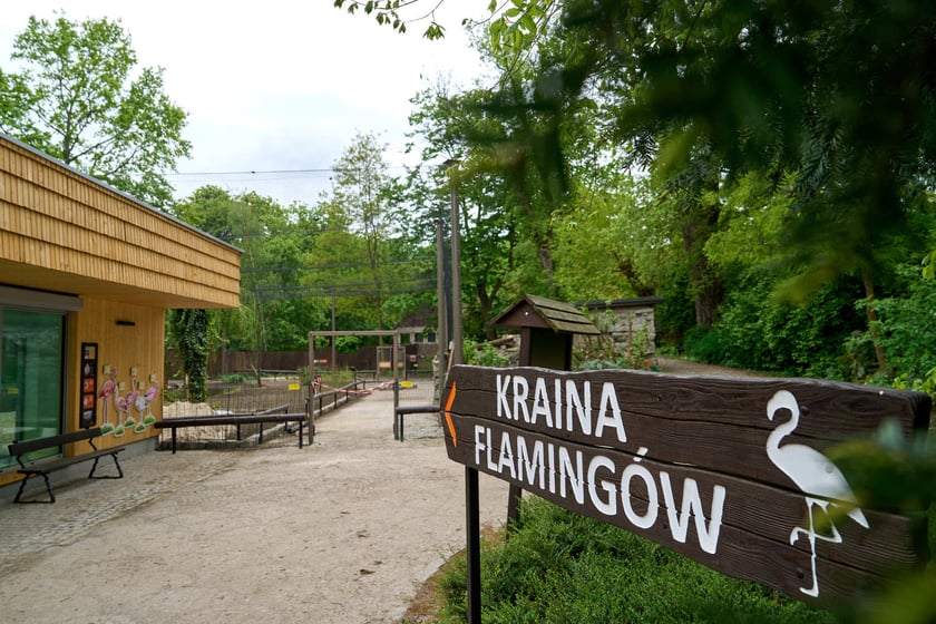 Nowy pawilon i wybieg dla flamingów w zoo Wrocław