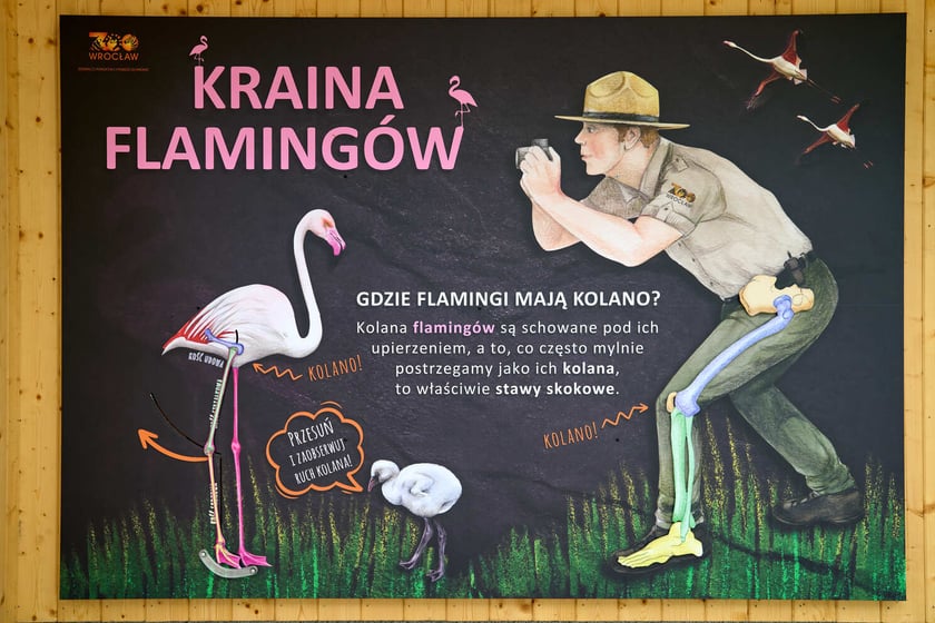 Nowy pawilon i wybieg dla flamingów w zoo Wrocław
