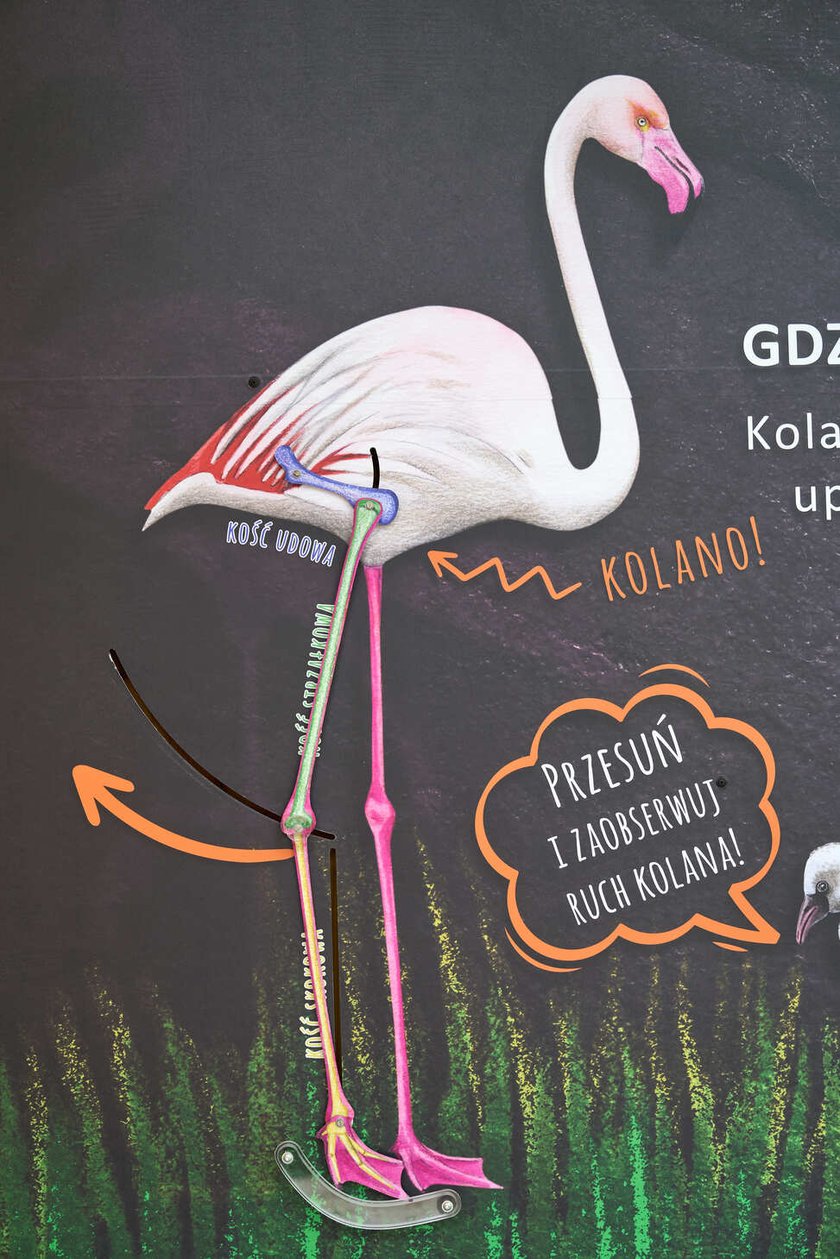 Nowy pawilon i wybieg dla flamingów w zoo Wrocław