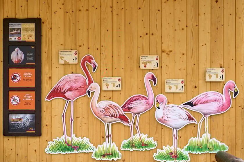 Nowy pawilon i wybieg dla flamingów w zoo Wrocław