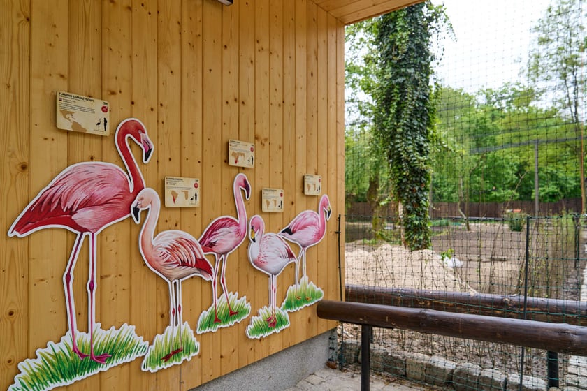 Nowy pawilon i wybieg dla flamingów w zoo Wrocław