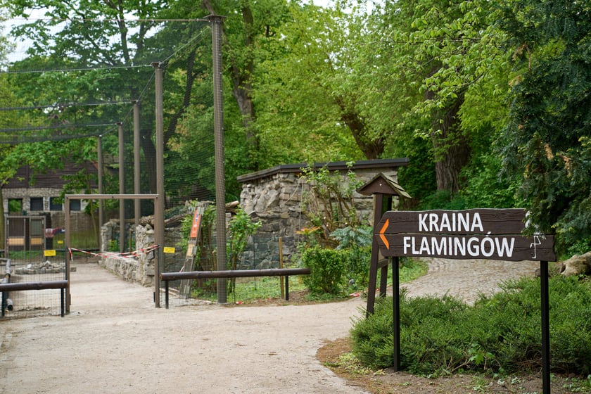 Nowy pawilon i wybieg dla flamingów w zoo Wrocław
