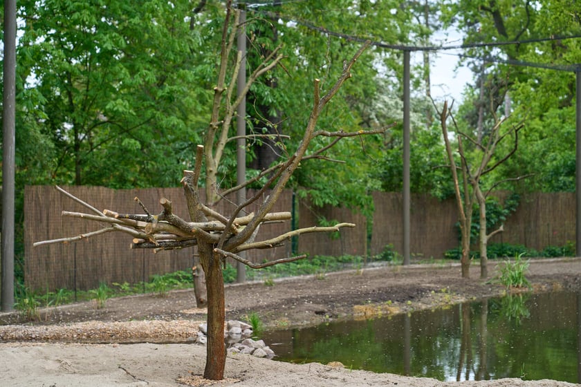 Nowy pawilon i wybieg dla flamingów w zoo Wrocław