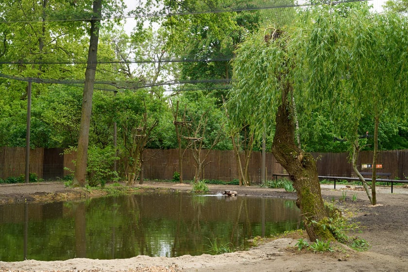 Nowy pawilon i wybieg dla flamingów w zoo Wrocław