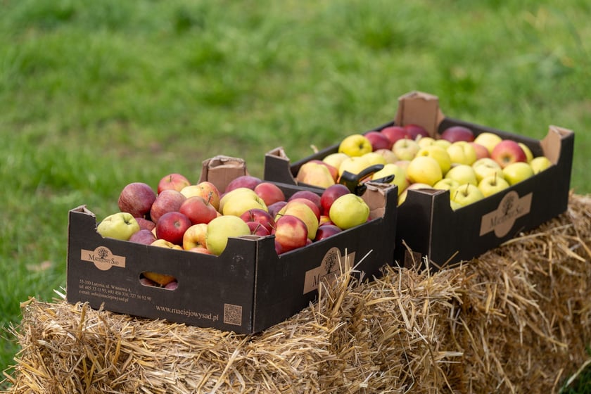 Sadzenie Mikrolasu Miyawaki we Wrocławiu, 21 marca 2024 roku