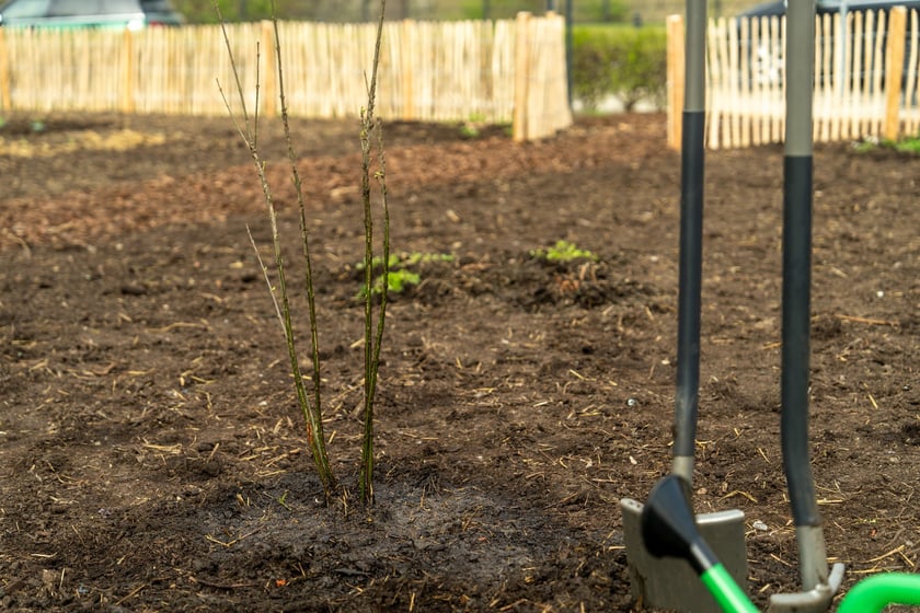 Sadzenie Mikrolasu Miyawaki we Wrocławiu, 21 marca 2024 roku