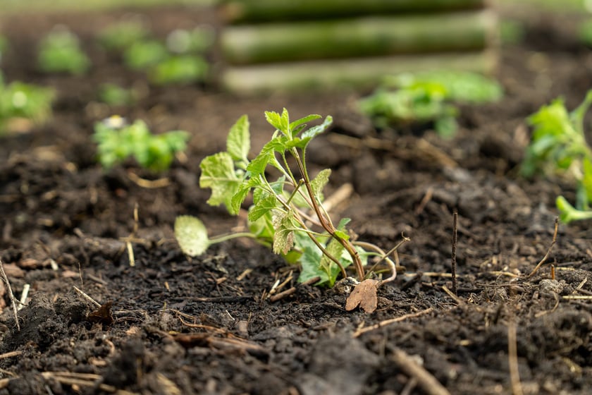 Sadzenie Mikrolasu Miyawaki we Wrocławiu, 21 marca 2024 roku
