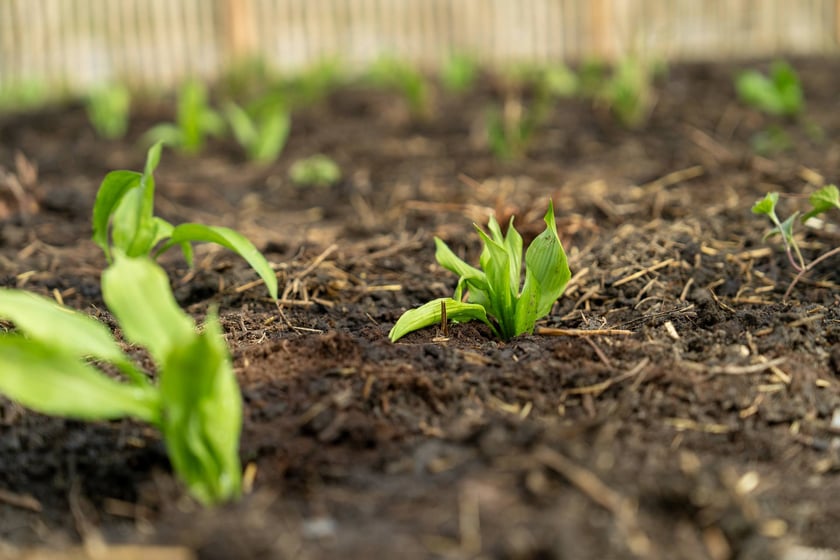 Sadzenie Mikrolasu Miyawaki we Wrocławiu, 21 marca 2024 roku