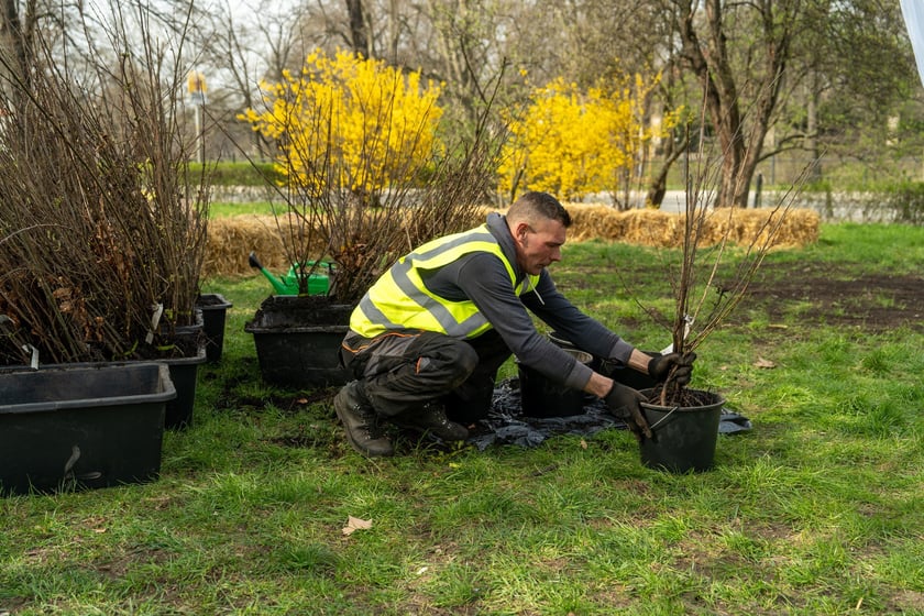 Sadzenie Mikrolasu Miyawaki we Wrocławiu, 21 marca 2024 roku