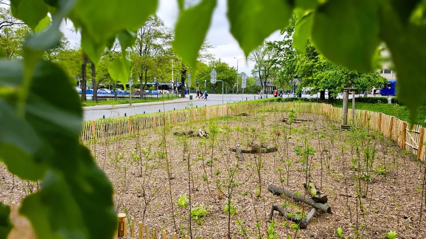 Sadzenie Mikrolasu Miyawaki we Wrocławiu, 21 marca 2024 roku