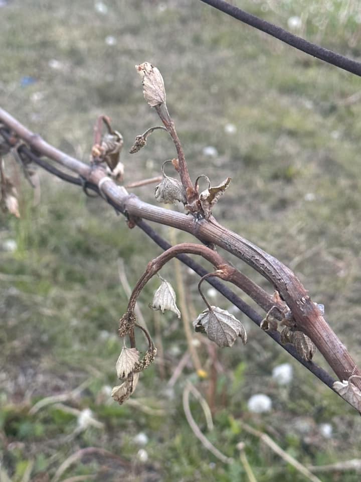 Rośliny zniszczone przez mr&oacute;z