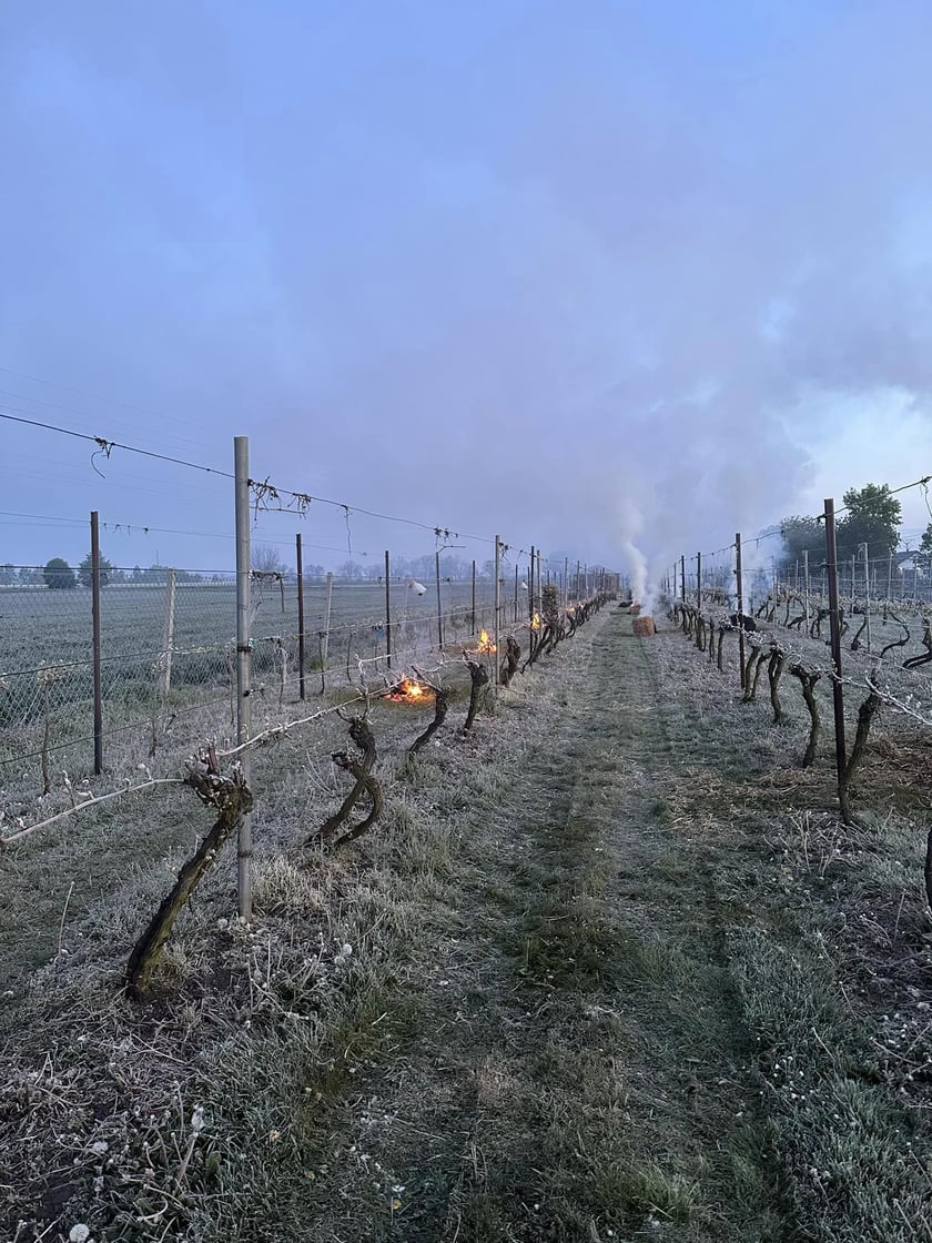 Rozpalanie ognisk w winnicach nie pomogło