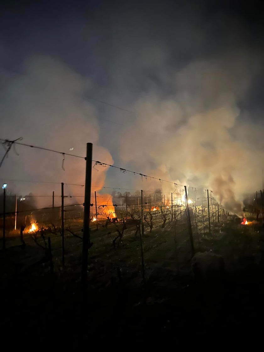 Rozpalanie ognisk w winnicach nie pomogło