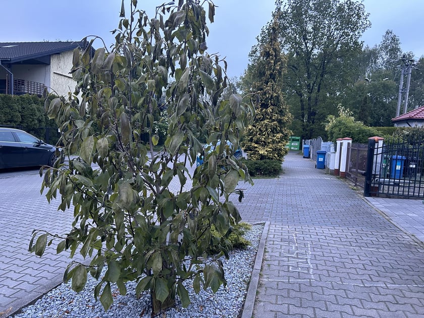 Mróz nie posłużył roślinom w naszych ogrodach