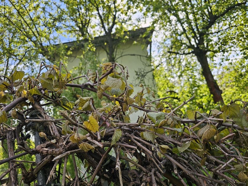 Mróz nie posłużył roślinom w naszych ogrodach
