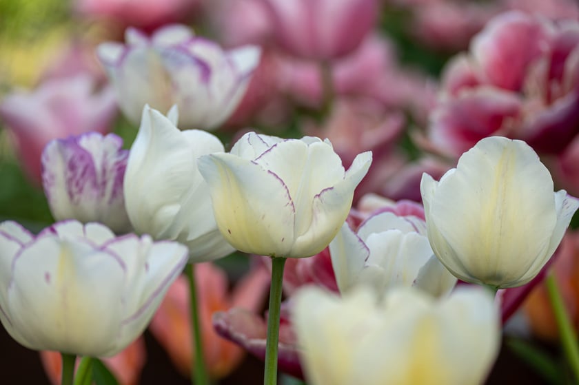 Tulipany w Ogrodzie Botanicznym UWr