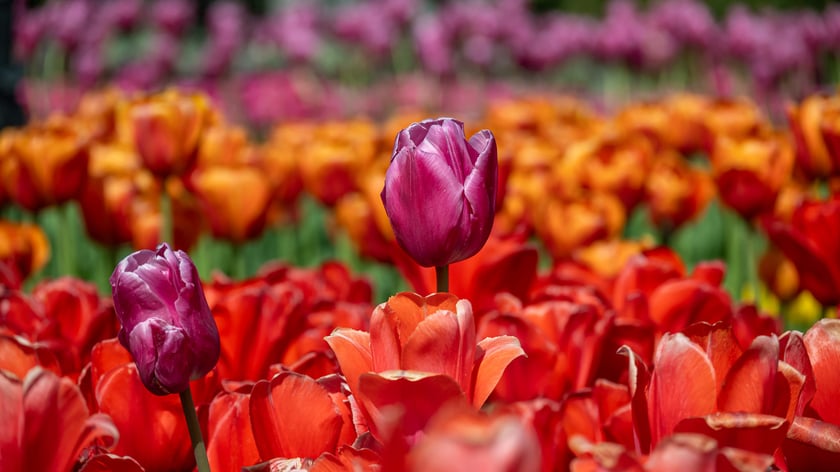 Tulipany w Ogrodzie Botanicznym UWr