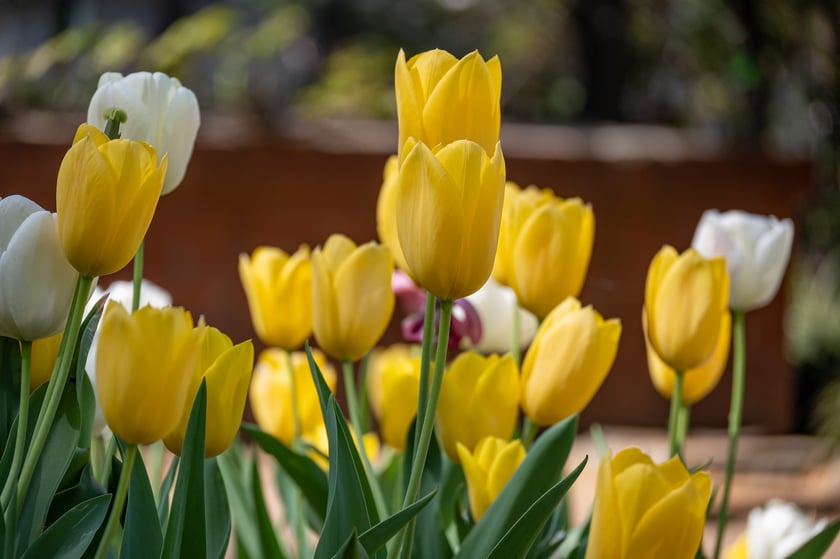 Tulipany w Ogrodzie Botanicznym UWr