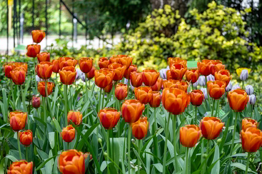 Tulipany w Ogrodzie Botanicznym UWr