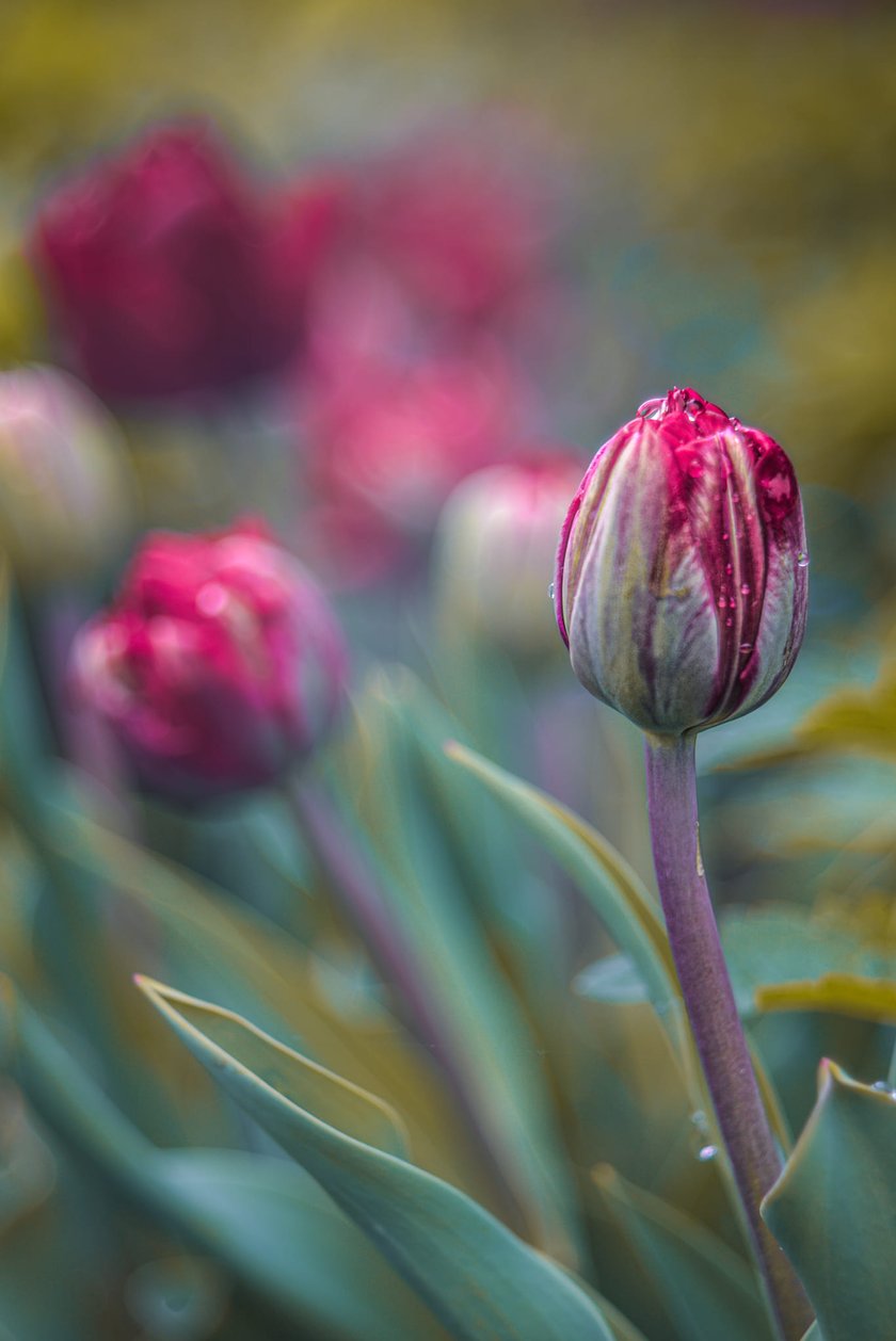 Tulipany w Ogrodzie Botanicznym UWr