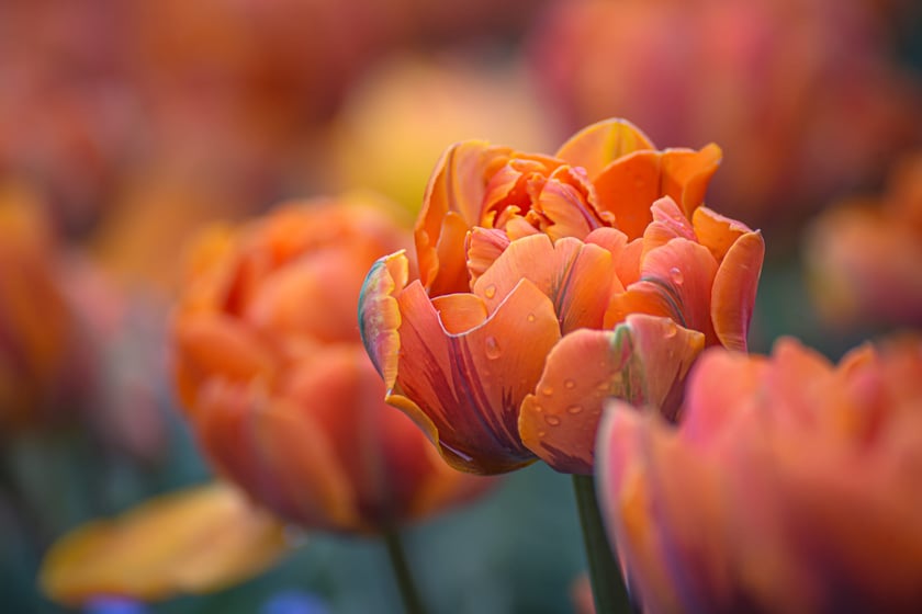 Tulipany w Ogrodzie Botanicznym UWr