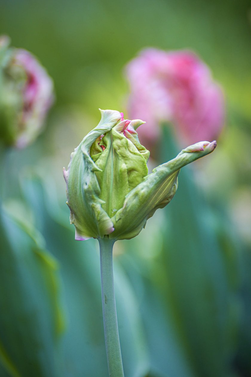 Tulipany w Ogrodzie Botanicznym UWr