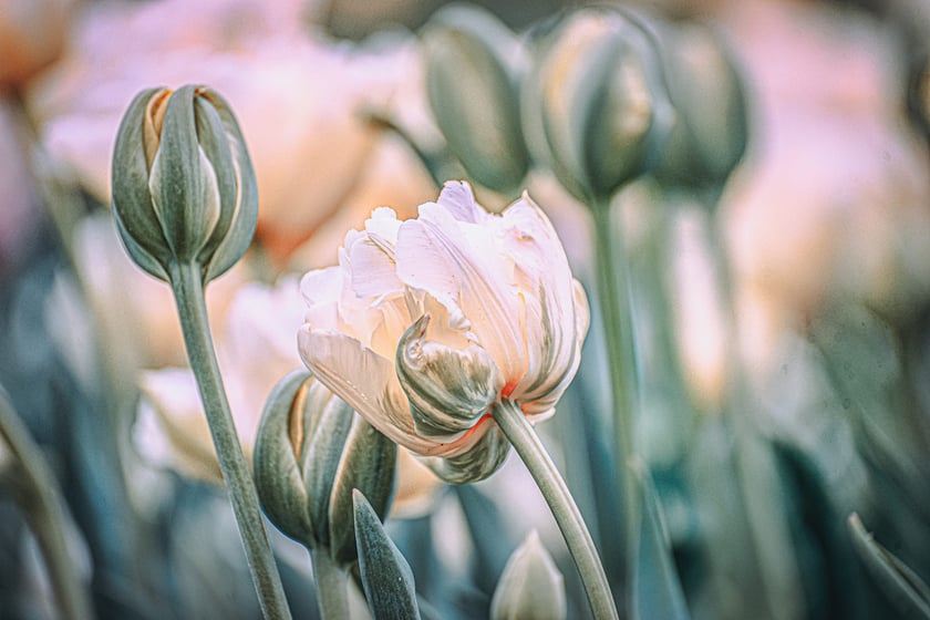 Tulipany w Ogrodzie Botanicznym UWr