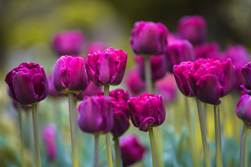 Tulipany w Ogrodzie Botanicznym UWr