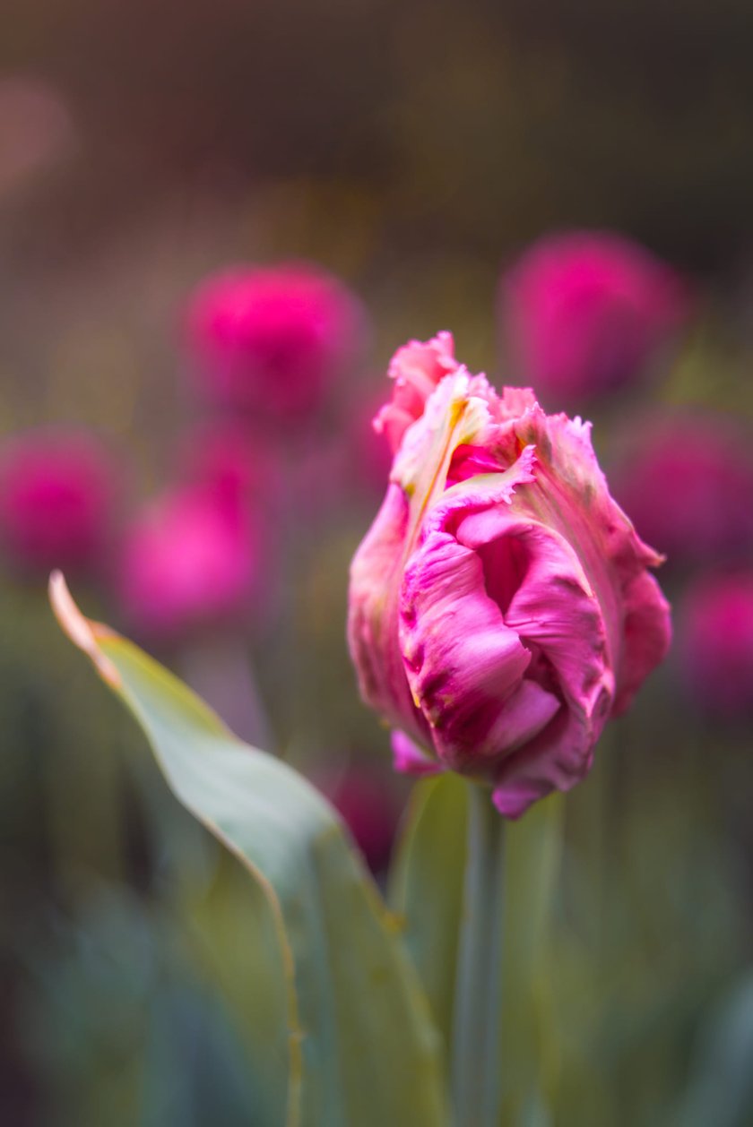 Tulipany w Ogrodzie Botanicznym UWr