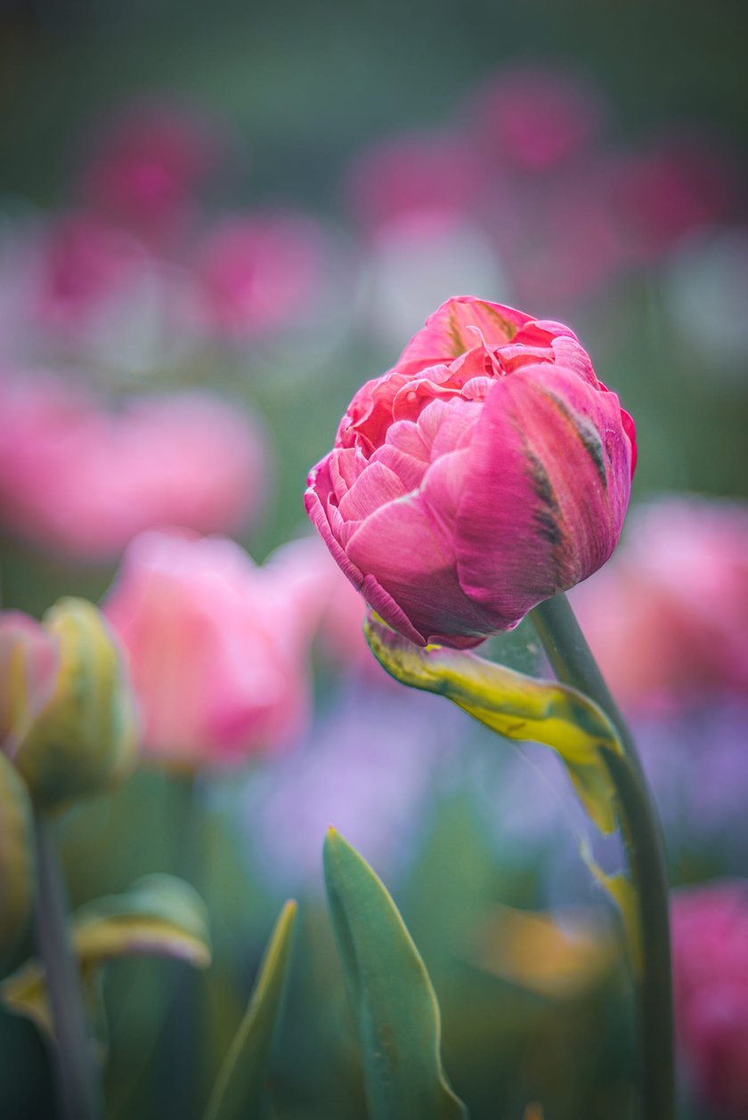 Tulipany w Ogrodzie Botanicznym UWr